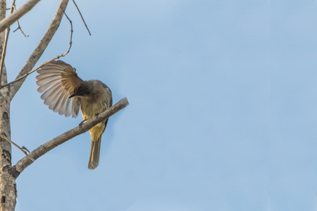 Poultry or birds (including chickens, ducks, geese, pheasants) are in the phylum Chordate class Aves is a common feature. A warm-blooded animal baht Twitterの写真素材