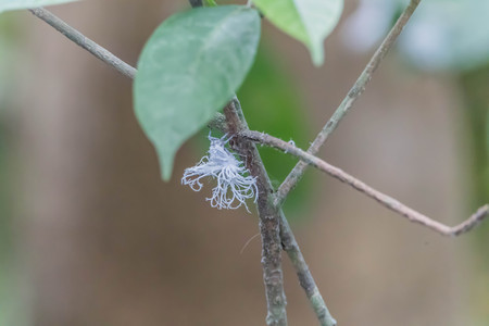 white insect on leafの写真素材
