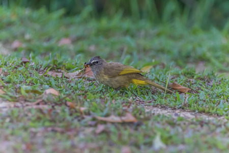 Bulbul is a family of birds for a small family. Classified under the birds sing A family that Pycnonotidae. A small bird with colorful different for each type.の写真素材