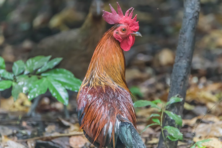 Chicken is classified birds. There are many scientific name Gallus gallus Wong fly short distances. Living under the ground Egg before hatching.の写真素材