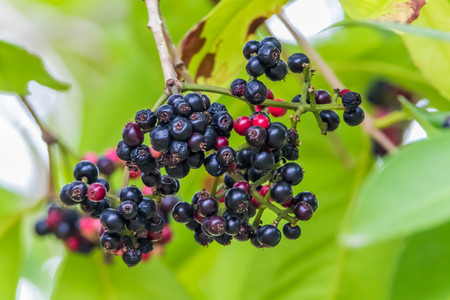 Forest fruit