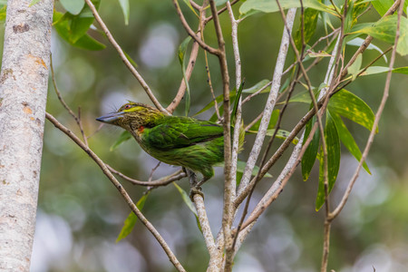 birdsの写真素材