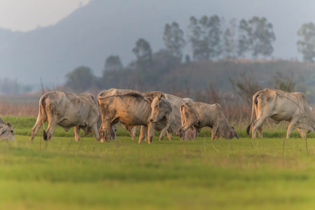 Cows, cattle are animals with hooves are large pets are the most common. A modern outstanding in the subfamily Bovinae is the most widespread species in the genus Bos.の写真素材