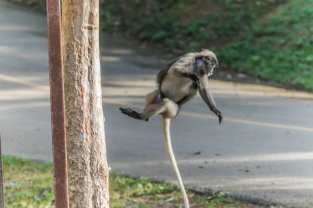 Monkeyの写真素材