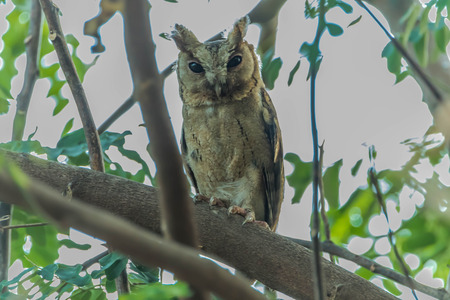 Owl or owl or owl Strigiformes bird is in a face like a cat. As the source of generic catch small prey such as mice.の写真素材