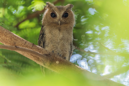 Owl or owl or owl Strigiformes bird is in a face like a cat. As the source of generic catch small prey such as mice.の写真素材