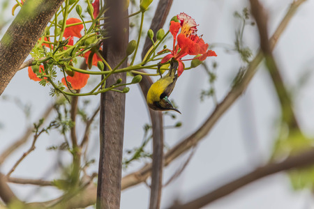 A small bird A full-length feature is about 10-15 cm long, curved beak. The inside is hollow tube...