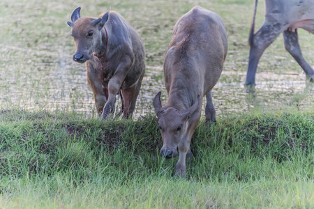 Buffalo is an animal with four legs, hooves the size of adult cattle at the age of 5-8 years, adult males weigh on average 520-560 kg females average about 360-440 pounds.の写真素材