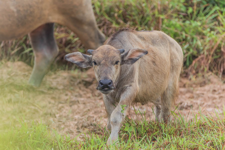 Buffalo is an animal with four legs, hooves the size of adult cattle at the age of 5-8 years, adult males weigh on average 520-560 kg females average about 360-440 pounds.の写真素材