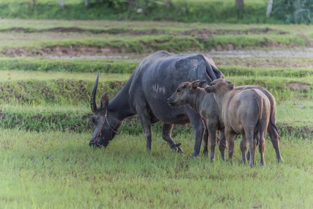 Buffalo is an animal with four legs, hooves the size of adult cattle at the age of 5-8 years, adult males weigh on average 520-560 kg females average about 360-440 pounds.の写真素材