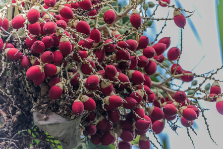 The shortage is a perennial type or palm shoots. Broken stems clump clump is about 6-12 one tree trunk to articulate. And bend away from the root clump height of 25-30 feet.の写真素材