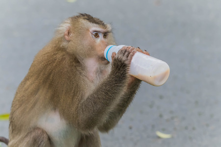 Monkey or ape is the common name of the chordate phylum. Floor mammal Rated apes (Primates) manner similar to humans.の写真素材