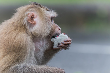 Monkey or ape is the common name of the chordate phylum. Floor mammal Rated apes (Primates) manner...
