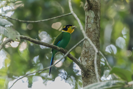 Silver-breasted Pheasant Is a bird in the family Phylock Size approx. 16-17 cm, bulb head and upper body yellowish brown.の写真素材