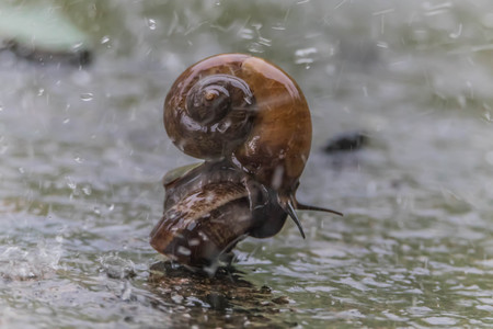 Dancing Snail
