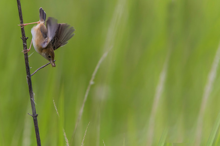 Finch is a small bird Orthotomus currency. From mouth to tail length of 12 cm together some small...