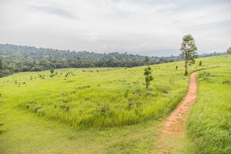 Meadow is an area where vegetation is mostly grass (Poaceae), but also found the plant Wong Reed meadows naturally occurring on all continents.の写真素材