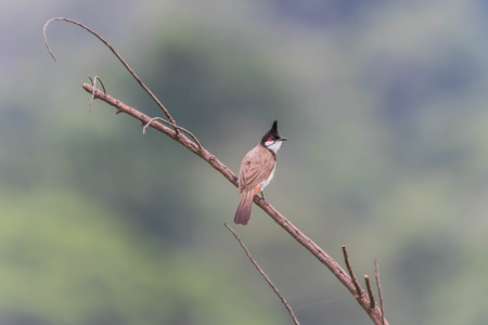 Bird cage head is a bird in the boar. Sometimes called the Bulbul, the mask is a bird with a cute shape. Little sparrow The characteristic is. The head is black-necked, with a short neck, short wings and long tail.の写真素材