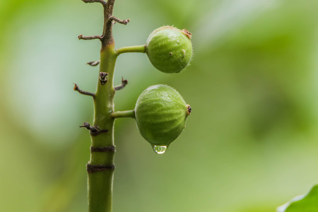 Sycamore is a medium-sized tree The stem is branching out leaves one side rough. One side is soft Trunks with white latex Results are concentrated Is round or oval, thin and pale green.の写真素材