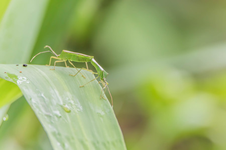 Insects are invertebrates Classified in the phylum's call last week. Phylum classified into 13 different groups, there is a significant body segments.の写真素材