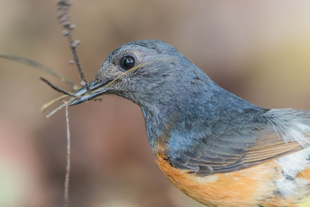 Magpie, a bird hard living. His food is insect larvae or mature fruits ... Magpies home spawn a litter of five eggs eggshell blue-green light.の写真素材