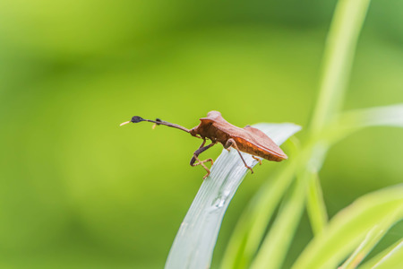 Insects are invertebrates Classified in the phylum's call last week. Phylum classified into 13 different groups, there is a significant body segments.の写真素材