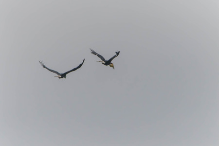 Hornbills are birds that are now extinct, that another kind of a weird stylized nature than other birds such as a male, the female will mate with their own life.の写真素材