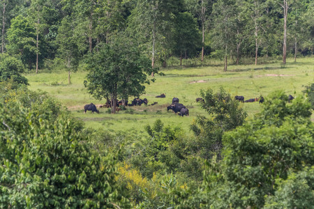 Bull Males are larger than females. Children who happen to have brown and red like the color of it. A black line across the middle. The small bull is still no socks like a big bull.の写真素材