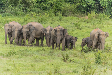 Asian elephants are classified as mammals. But in the dry season with wildfire. May flee into the damp forest, such as dry evergreen forest.の写真素材