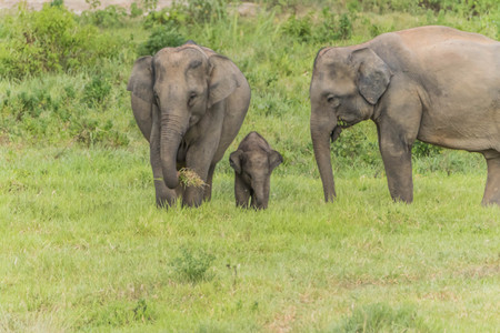 Elephants in the forest.の写真素材