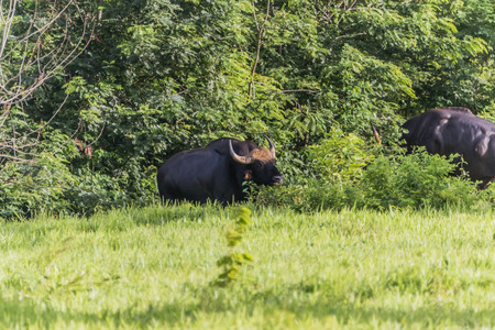 Bull Males are larger than females. Children who happen to have brown and red like the color of it. A black line across the middle. The small bull is still no socks like a big bull.の写真素材
