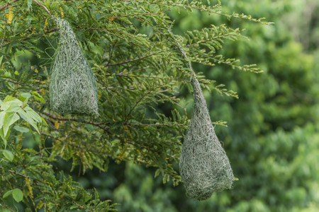 Nests hanging on the tree.の写真素材