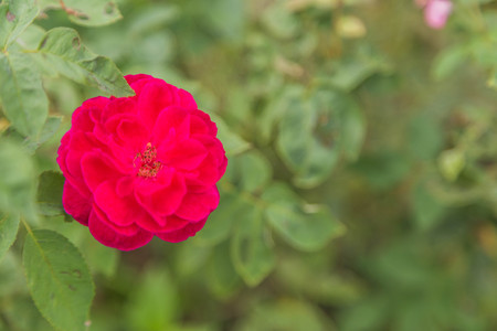 Roses are the flowers that have been planted in one of the world's most originating from Asia. People planted for beauty.の写真素材