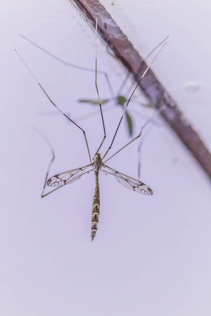 Mosquitoes that cause problems to the community. Annoying Is a major carrier of disease, such as dengue fever. And malaria etc.の写真素材