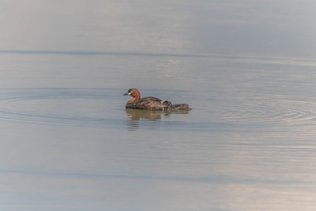 Anatidae Is a family of birds in the general appearance of the birds in this family ... is a body of...