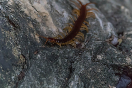 Worm   is a term used to refer to the name of the insect larvae that have changed shape and growth...