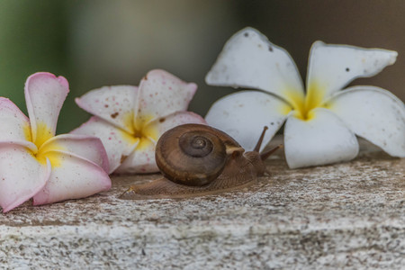 Snails are classified invertebrates. The Dallas Morning phylum. The creatures that are born in approximately the mid Carboniferous ferrous.の写真素材