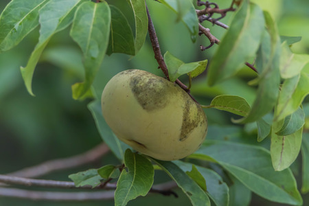 Forest fruit is a fruit that occurs naturally in the wild. Both edible and inedible. A variety of...