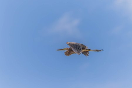 Pelicans are large water birds with long necks and legs. Often found wandering food or water standing on the grass or plants. I used to catch small mouth, long pointed or insects.の写真素材