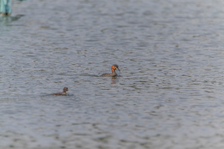 Anatidae Is a family of birds in the general appearance of the birds in this family ... is a body of water birds fort. Signup feature large flat mouth, short tails.の写真素材