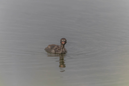 Anatidae Is a family of birds in the general appearance of the birds in this family ... is a body of water birds fort. Signup feature large flat mouth, short tails.の写真素材
