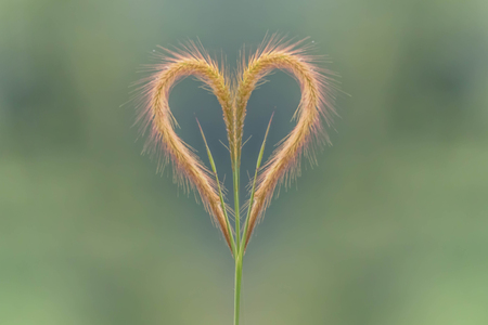 close  up flower grassの写真素材