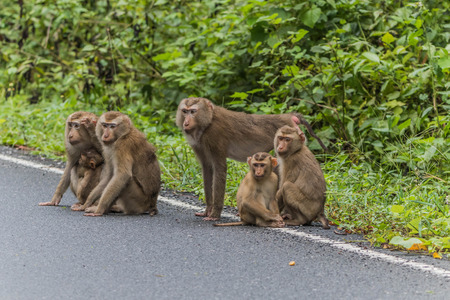 monkey family walking on roadsideの写真素材