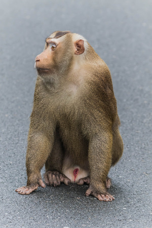 close up monkey on roadの写真素材