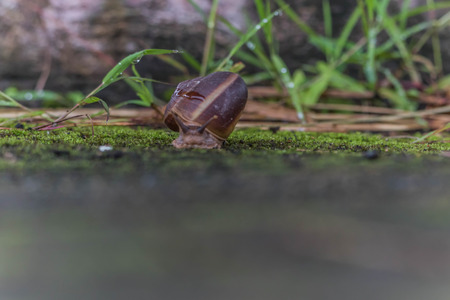 Macro shoot snail walking