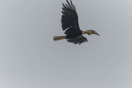 Hornbills searching for foodの写真素材