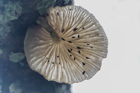 mushrooms grown on treesの写真素材