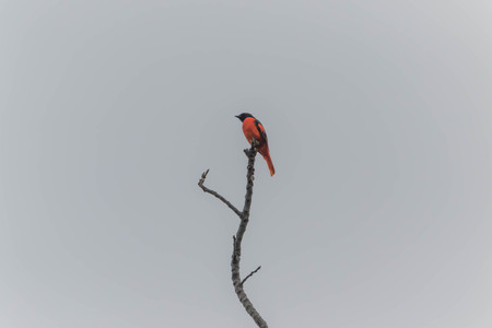 macro shot with a birdの写真素材