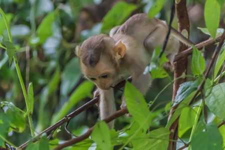 close up baby monkey