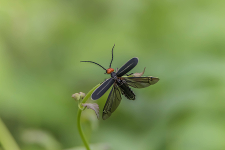 macro shot with an insectsの写真素材